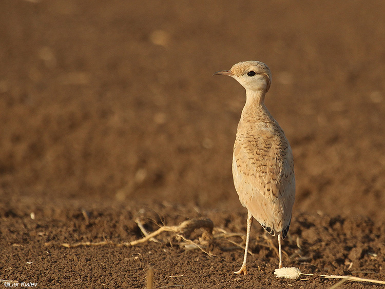 Cream-coloured Courser Cursorius cursor                                   Sothern Golan,Israel,May 2010.Lior Kislev